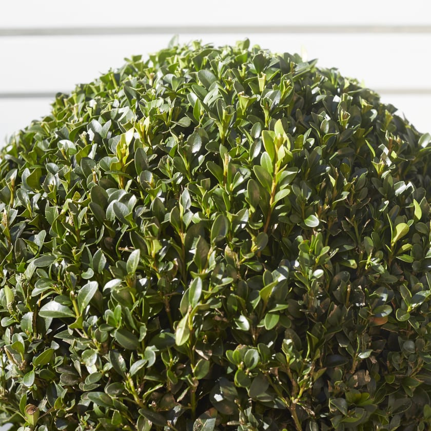 buxus