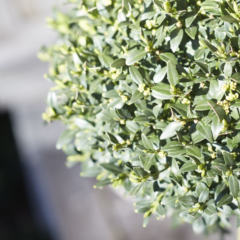 buxus