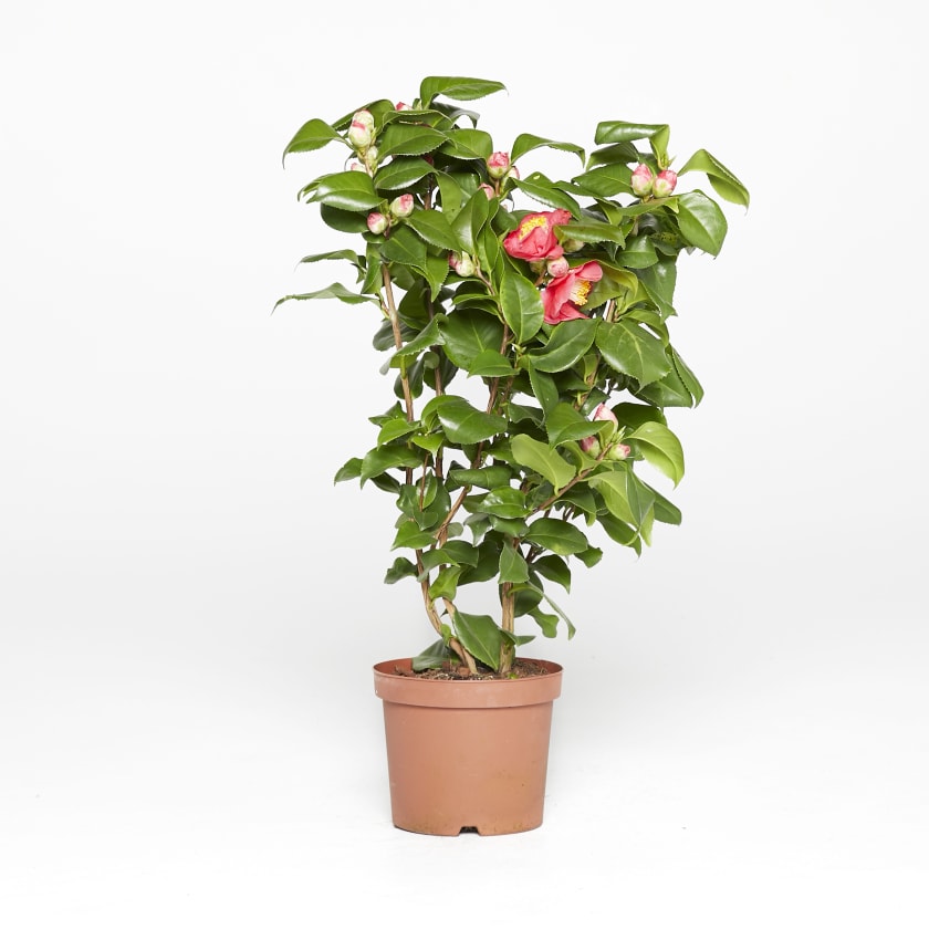 Camellia Japonica - pink — Plants | Patch