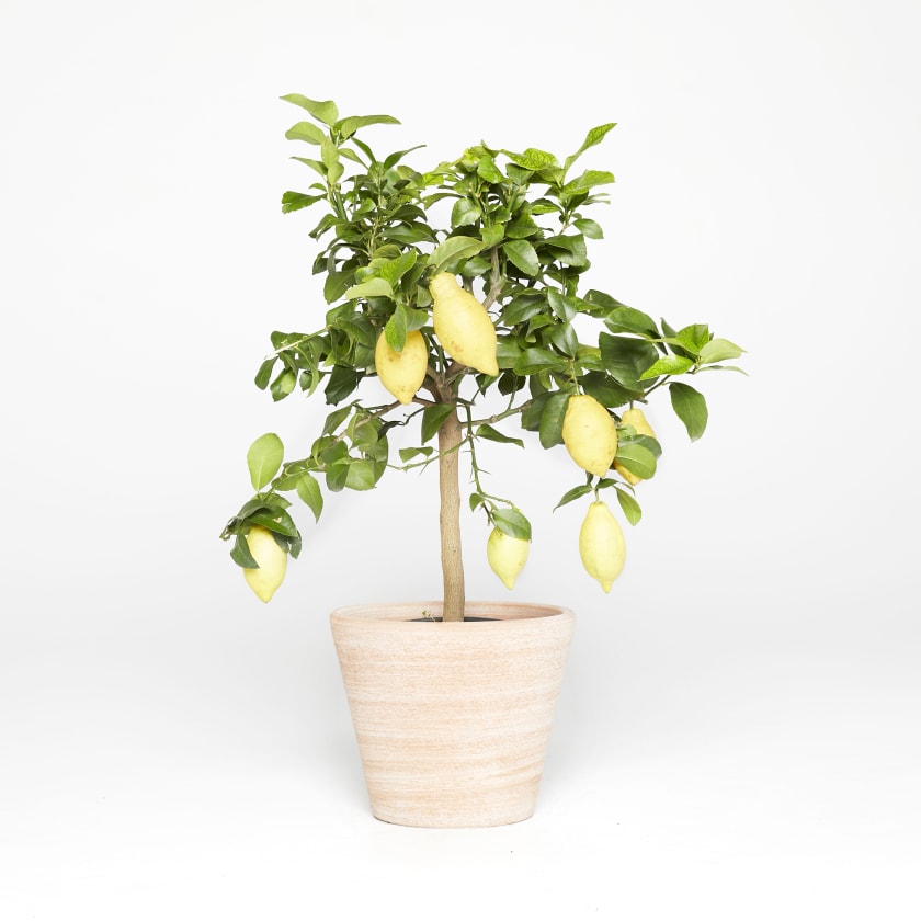 Lemon Tree — Plants | Patch