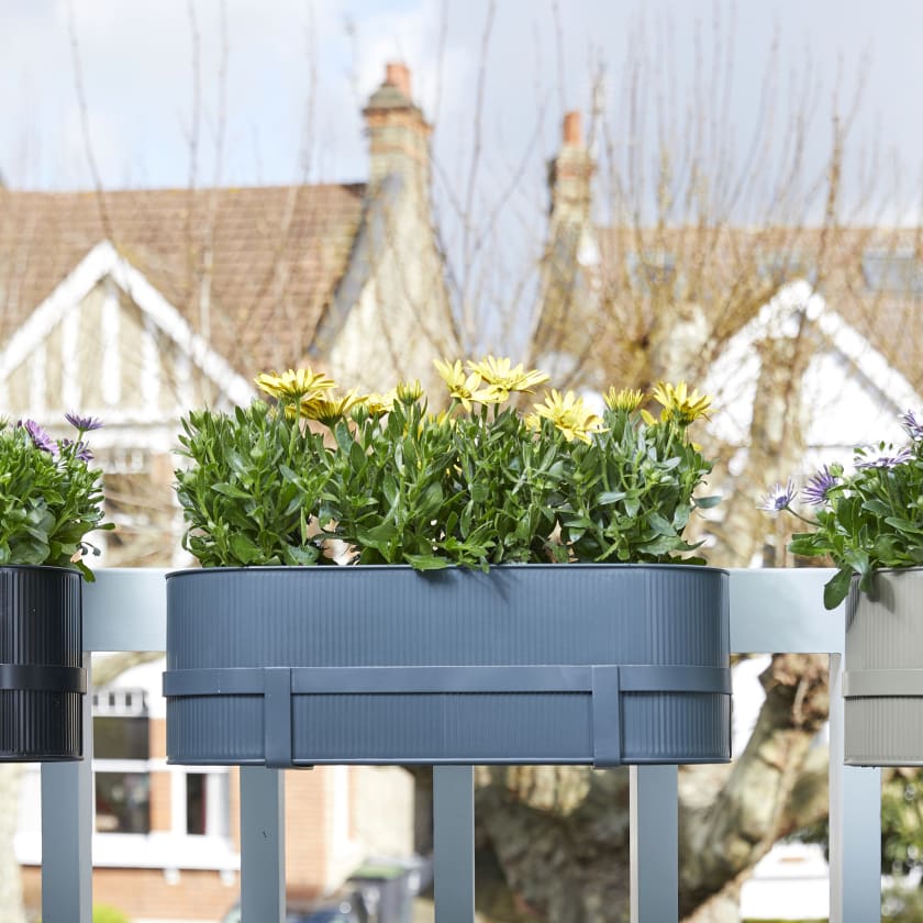 Plants for your balcony