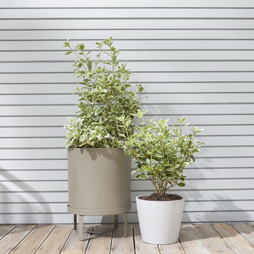 Plants For The Patio Patch