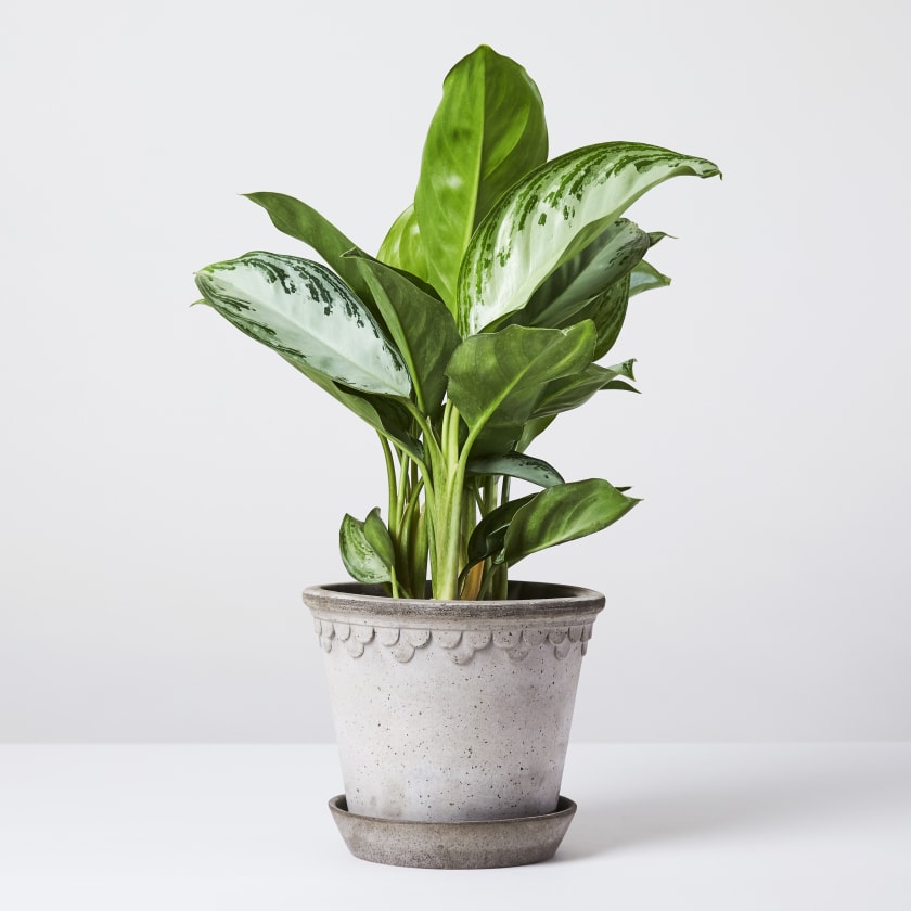 Aglaonema Silver Bay | Chinese Evergreen | Indoor Plants ...