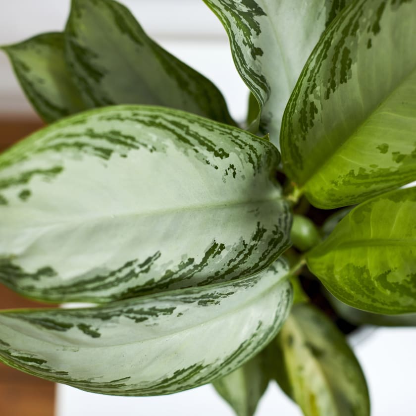 Aglaonema Silver Bay | Chinese Evergreen | Indoor Plants in London | Patch