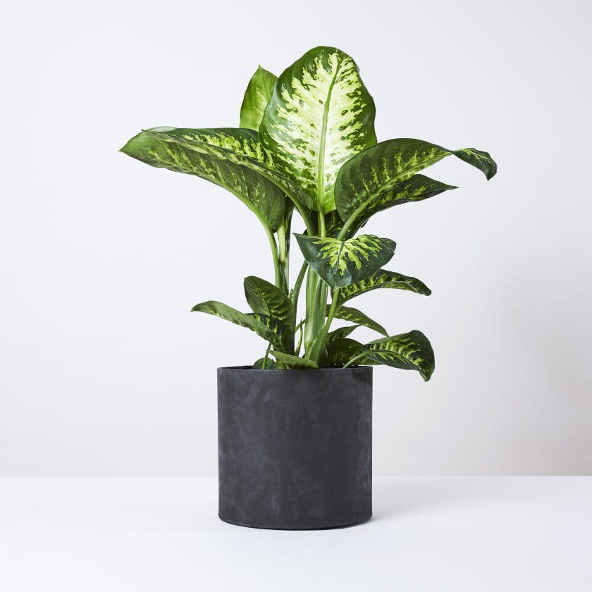 Dieffenbachia Seguine Tropic Snow Indoor Plants In London Indoor Plants In London Patch