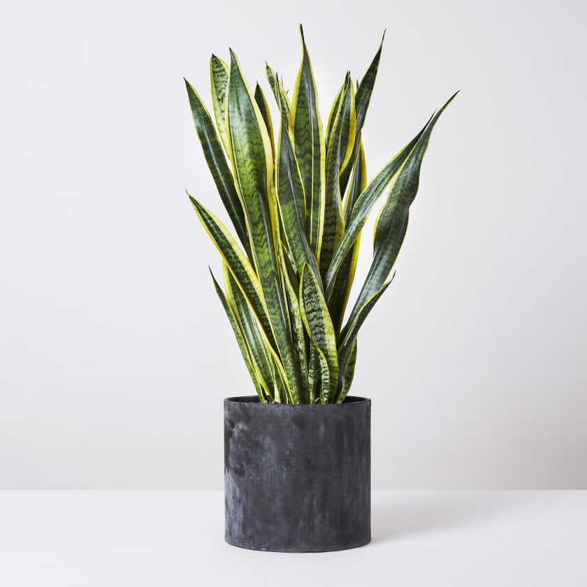 Snake Plant