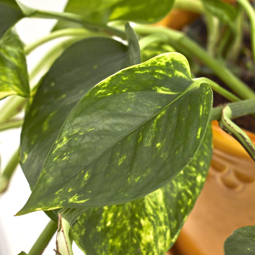 Devils Ivy | Golden Pothos | Indoor Plants in London | Patch