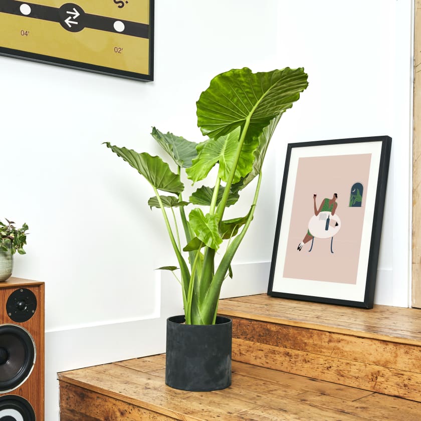 Alocasia Gageana Dwarf Elephant Ear Indoor Plants In London Patch