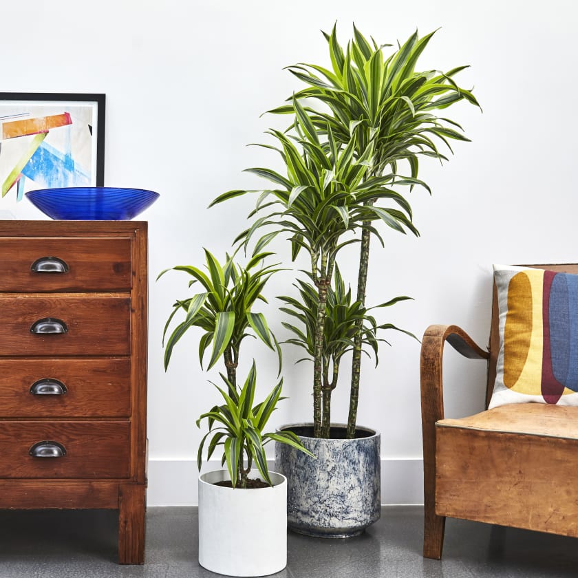 Dracaena Fragrans | Dragon Tree | Indoor Plants in London | Patch