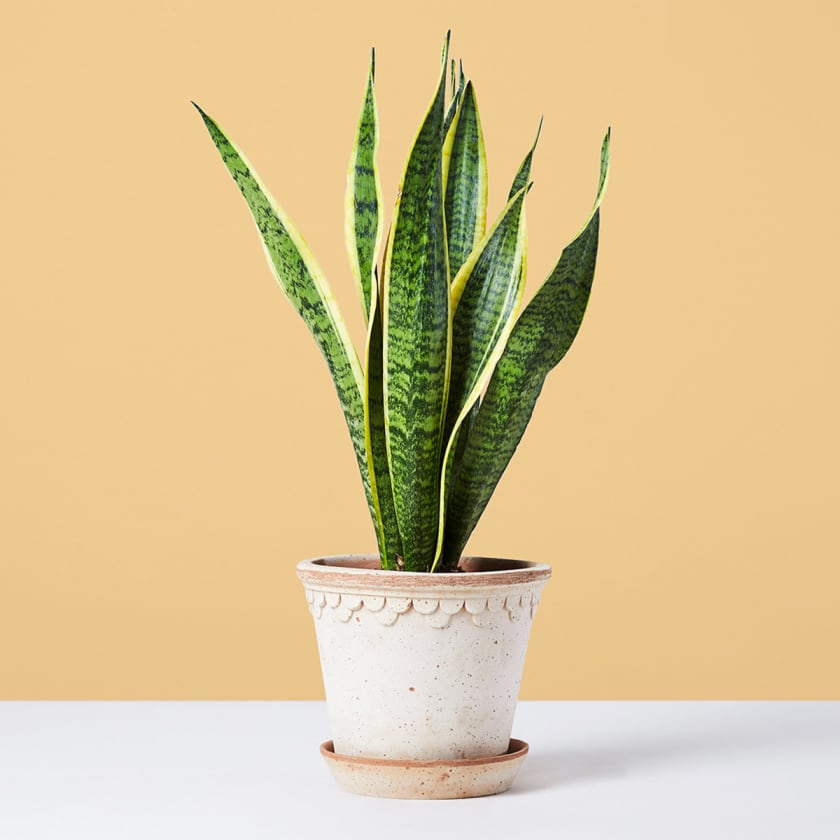 snake plant sunlight