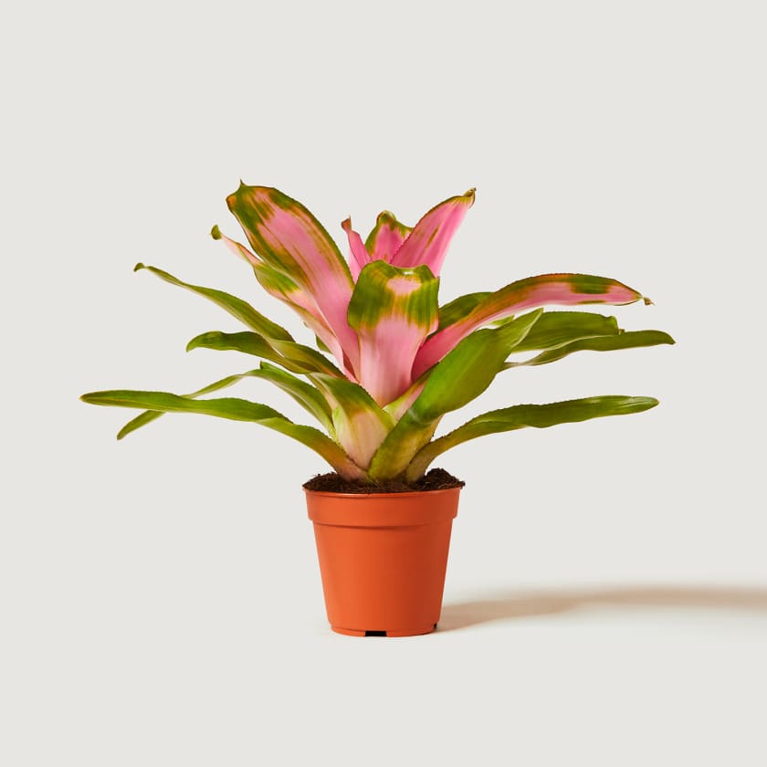 Bromeliad Plant Neoregelia Pink Sensation Patch