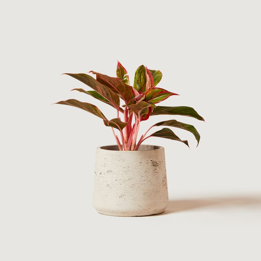Red Chinese evergreen — Plants | Patch