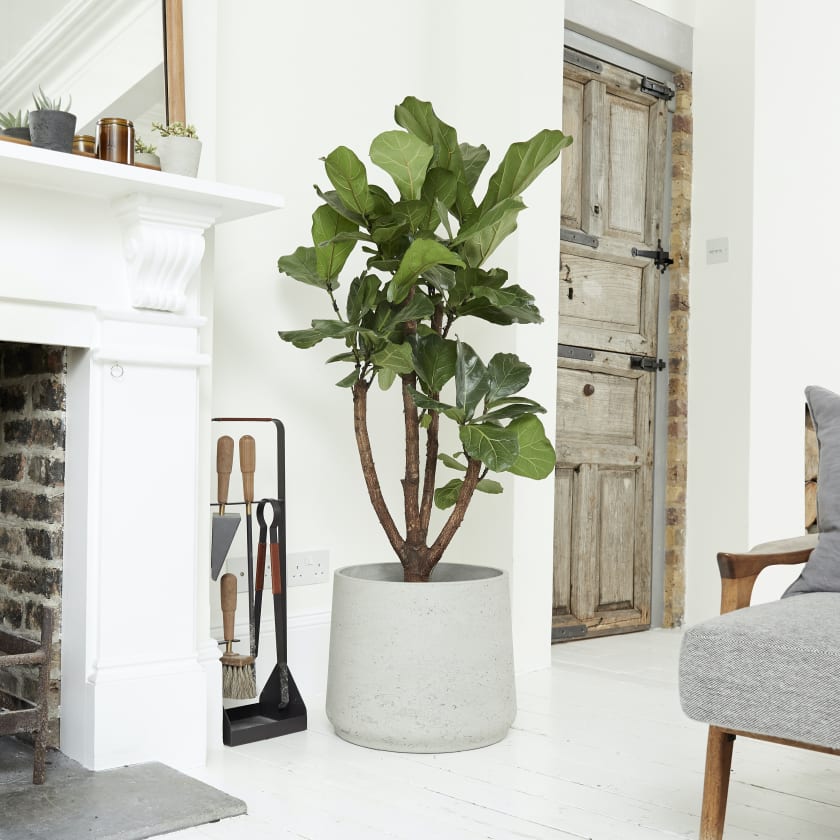 Fiddle Leaf Fig | Banjo Fig | Indoor Plants in London | Patch