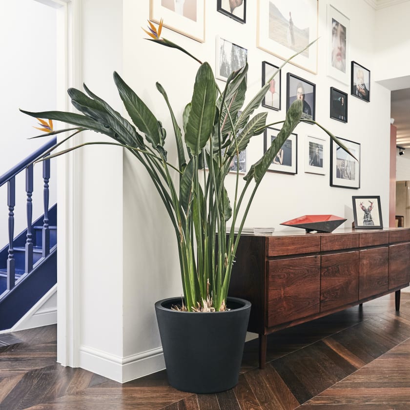 Bird Of Paradise | Crane Flower | Indoor Plants in London | Patch