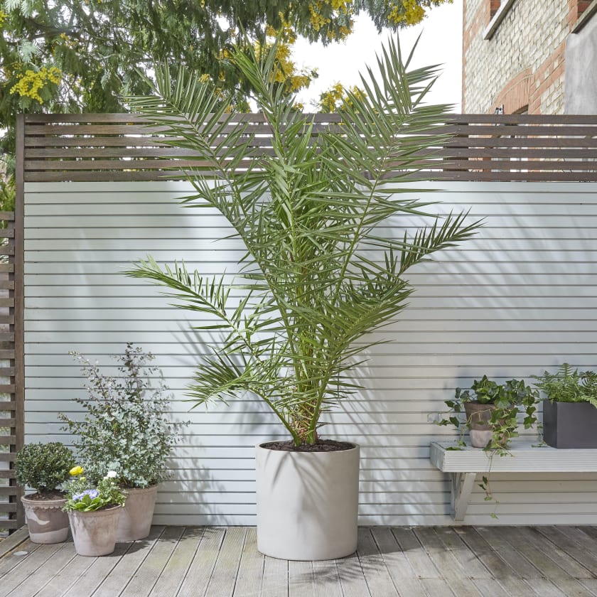 Canary Island Date Palm Phoenix Canariensis Patch Patch Just like the date palm tree we want to cultivate children who can be fruitful wherever they are. canary island date palm phoenix