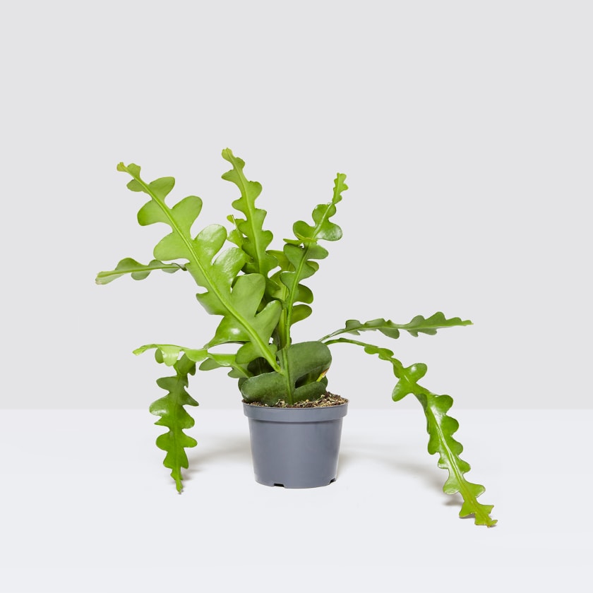 Fishbone cactus, Indoor Plant Delivered