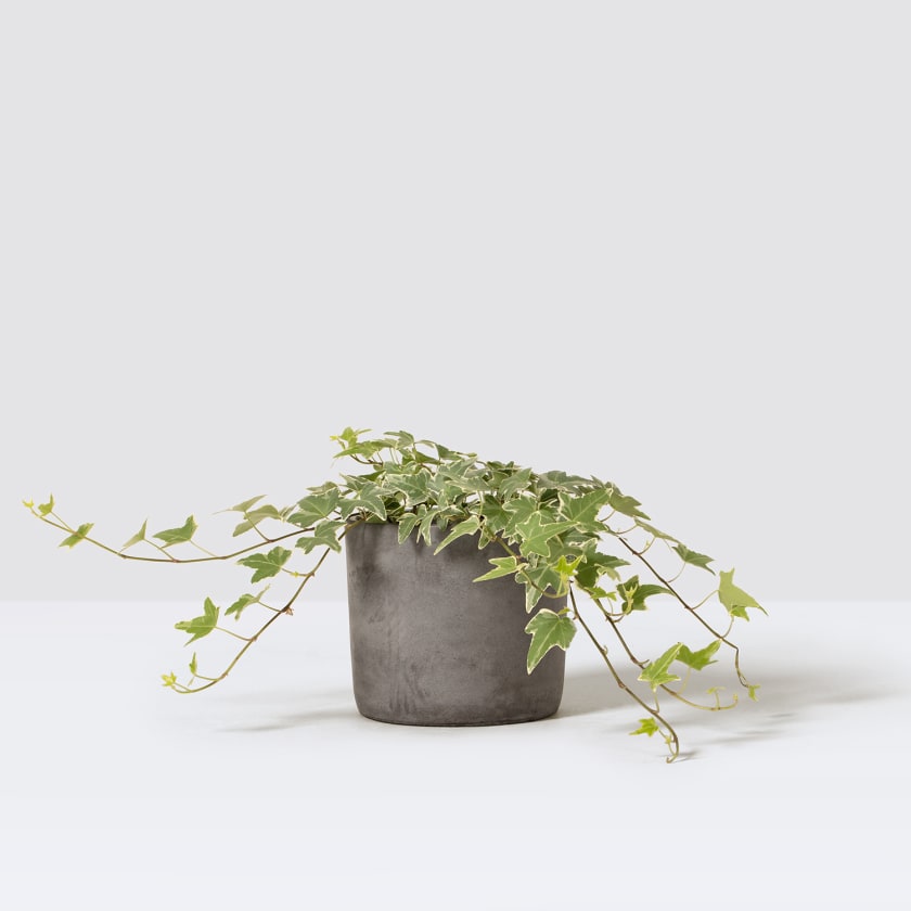 Hedera helix Ivy; Variegated ivy