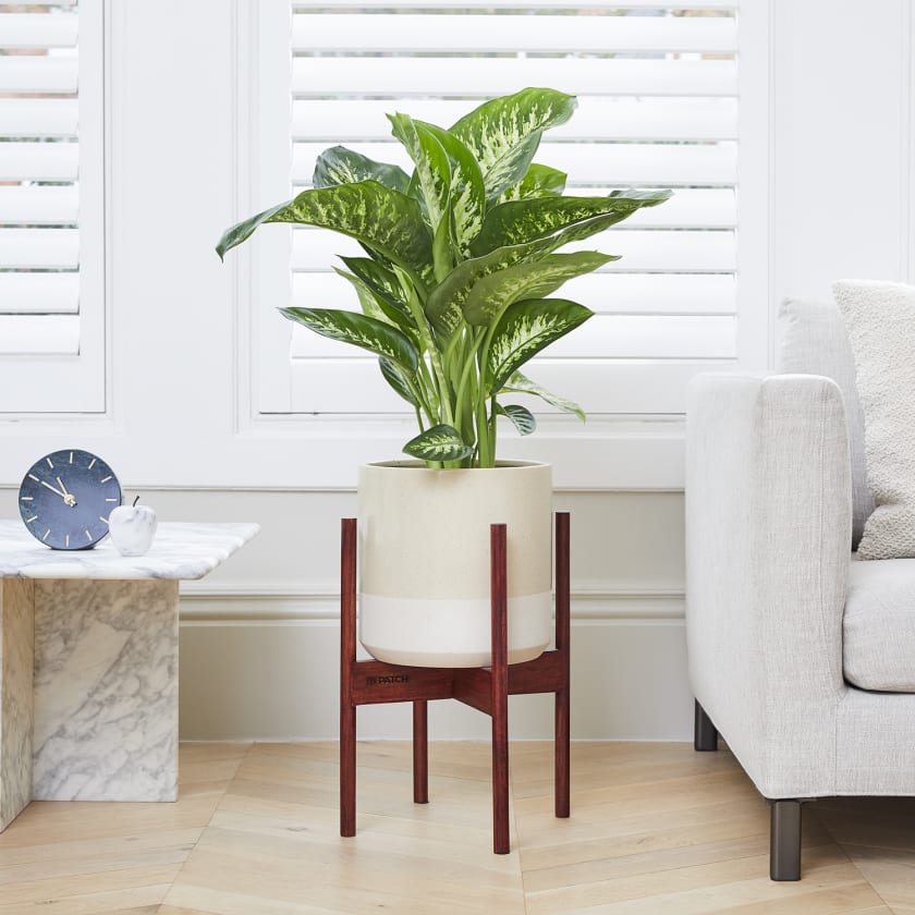 Dieffenbachia Seguine Tropic Snow | Dumb Cane | | Patch