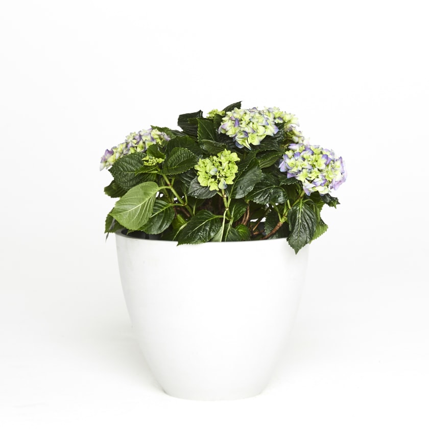 Blue Hydrangea macrophylla — Plants | Patch