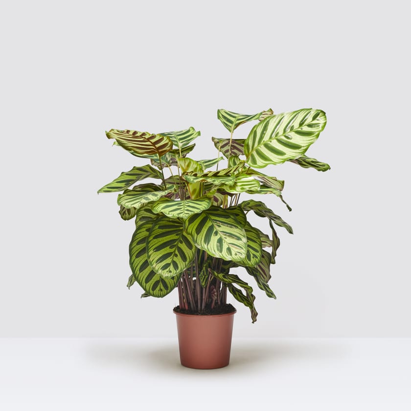 Plant terrarium package - Calathea Makoyana - 3 terrarium plants - Ref –  urbanjngl