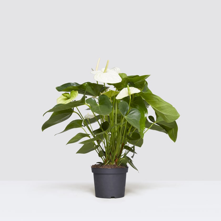 Anthurium - White — Plants | Patch