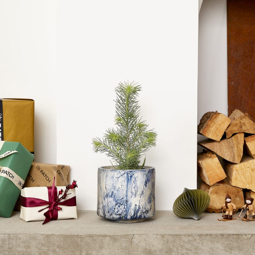 Mini Christmas tree — Plantes Patch