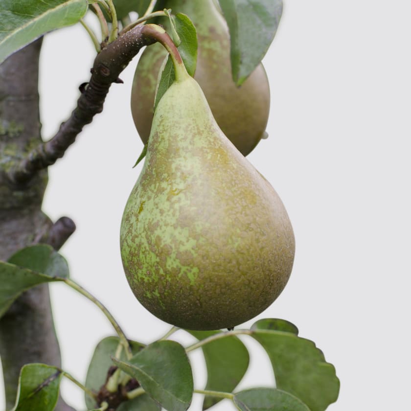 pear tree climate needs