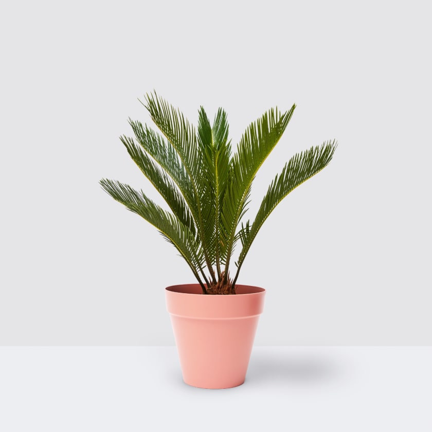 CYCAS-REVOLUTA-17