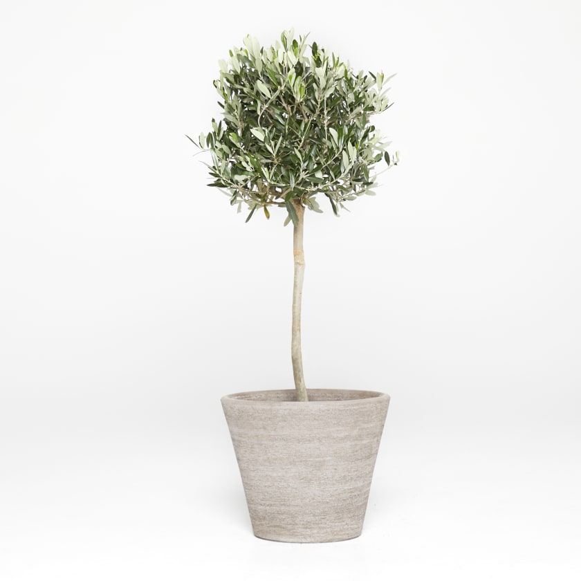 Olive tree LO