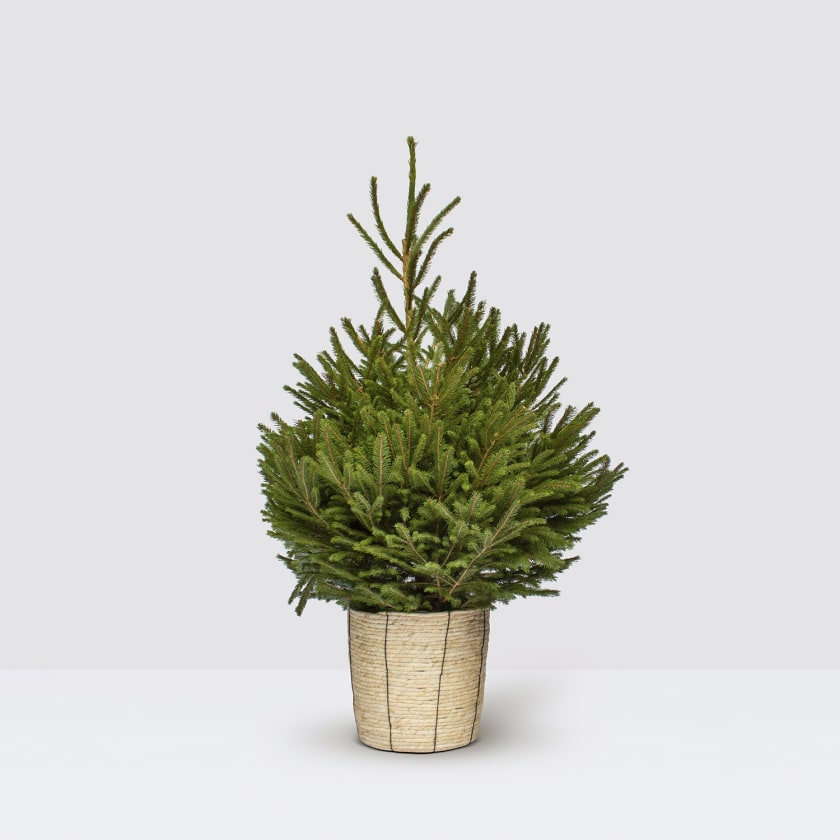 Pot Grown Norway Spruce — Plants | Patch