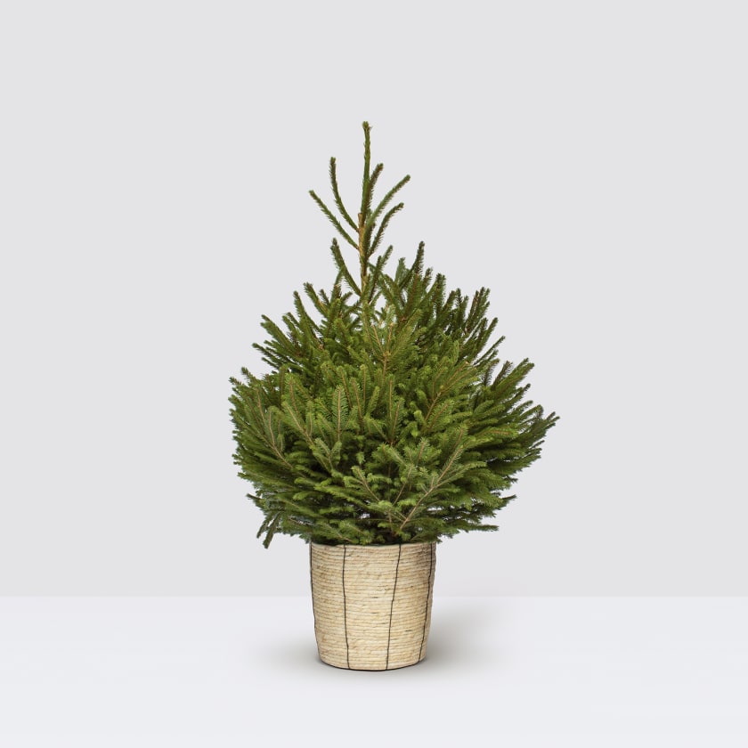 Pot Grown Norway Spruce — Plants Patch
