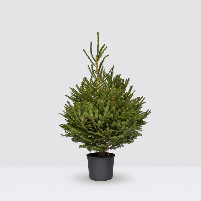 Pot Grown Norway Spruce — Plants Patch
