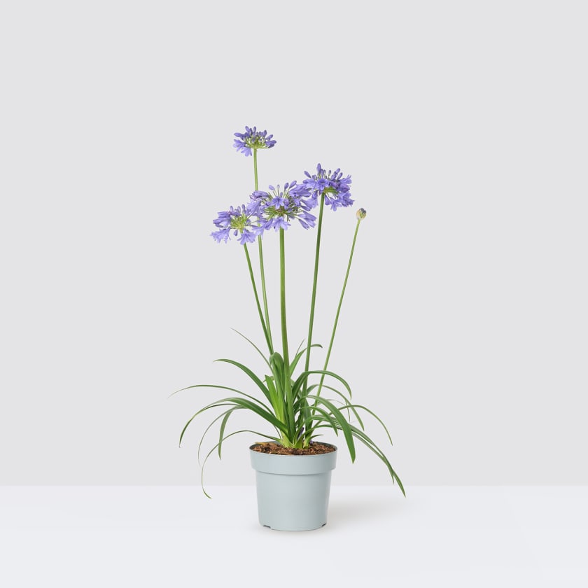 Agapanthus 'Poppin purple' | African Lily | Lily of the Nile | Outdoor ...