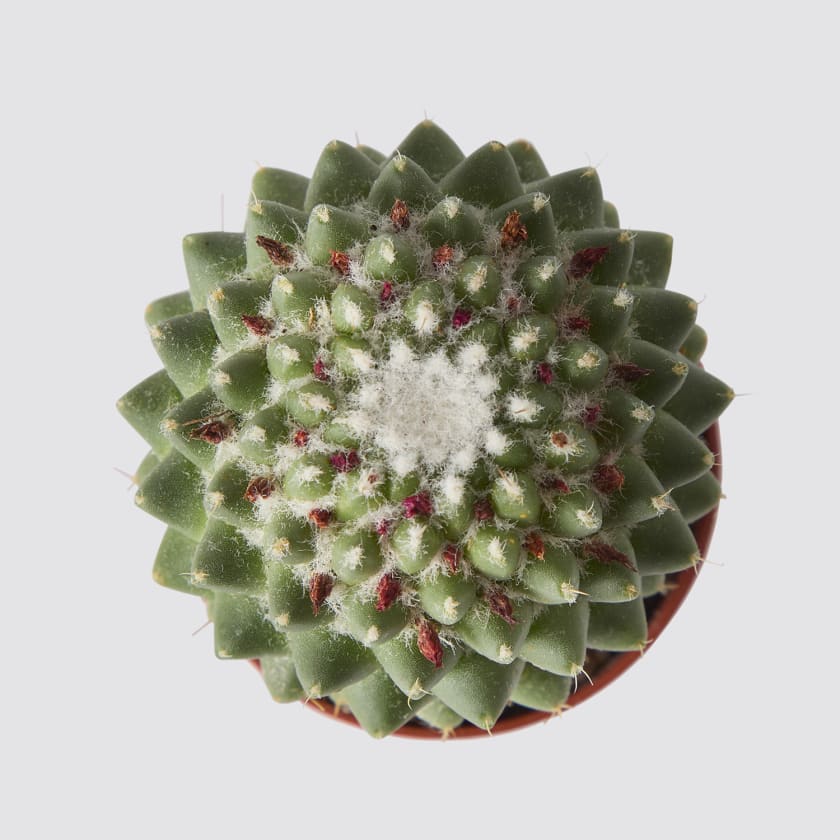Mammilaria polythele — Plantes Patch