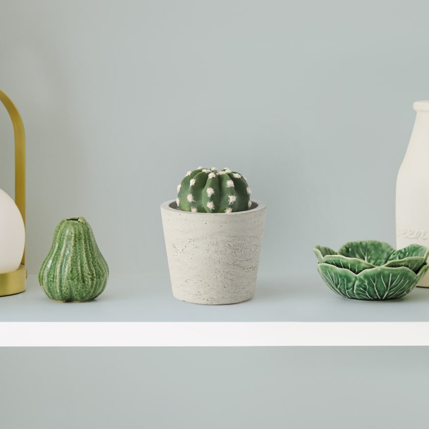 Echinopsis oxygona — Plantes Patch