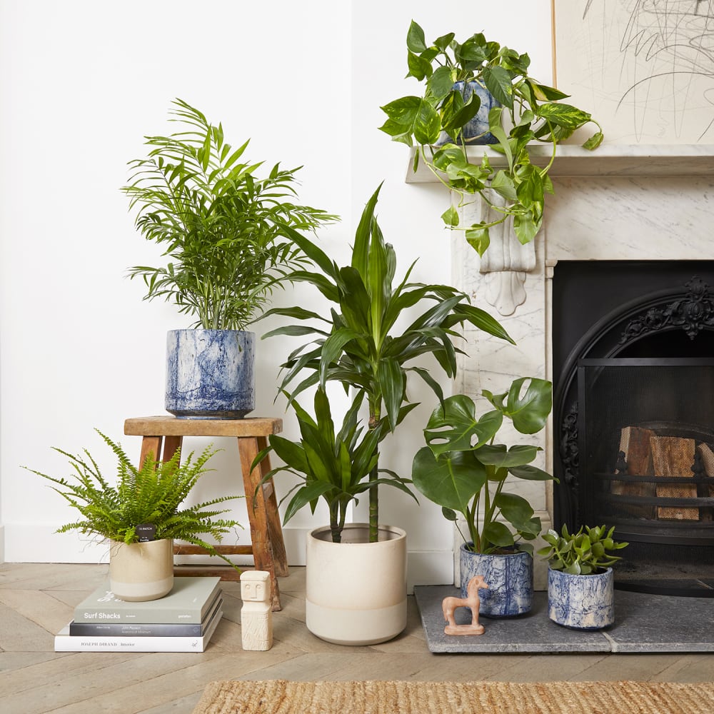 Decorate your home with plants