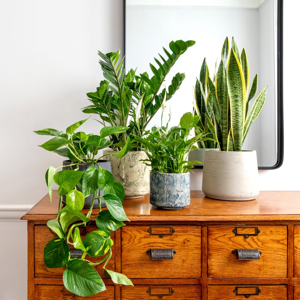 (Almost) Unkillable Houseplants