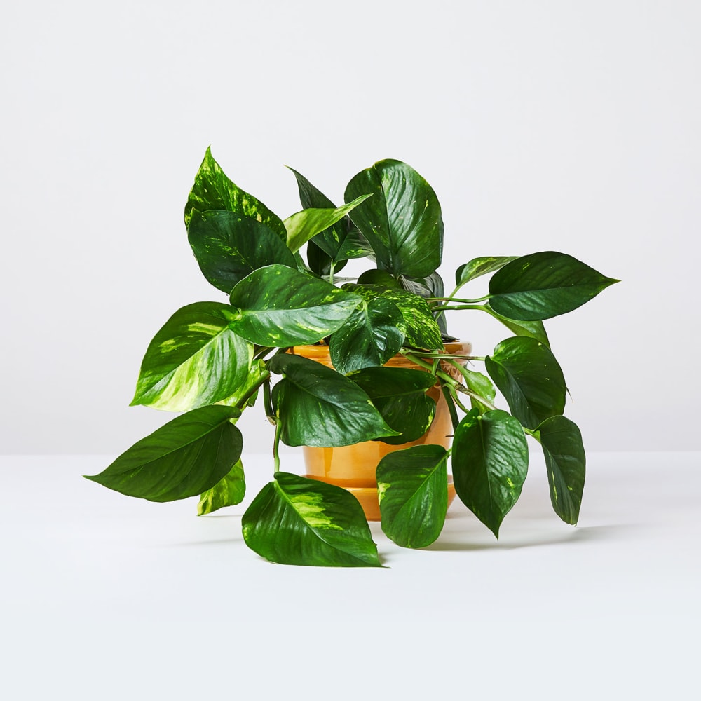 Plantes, livrées.