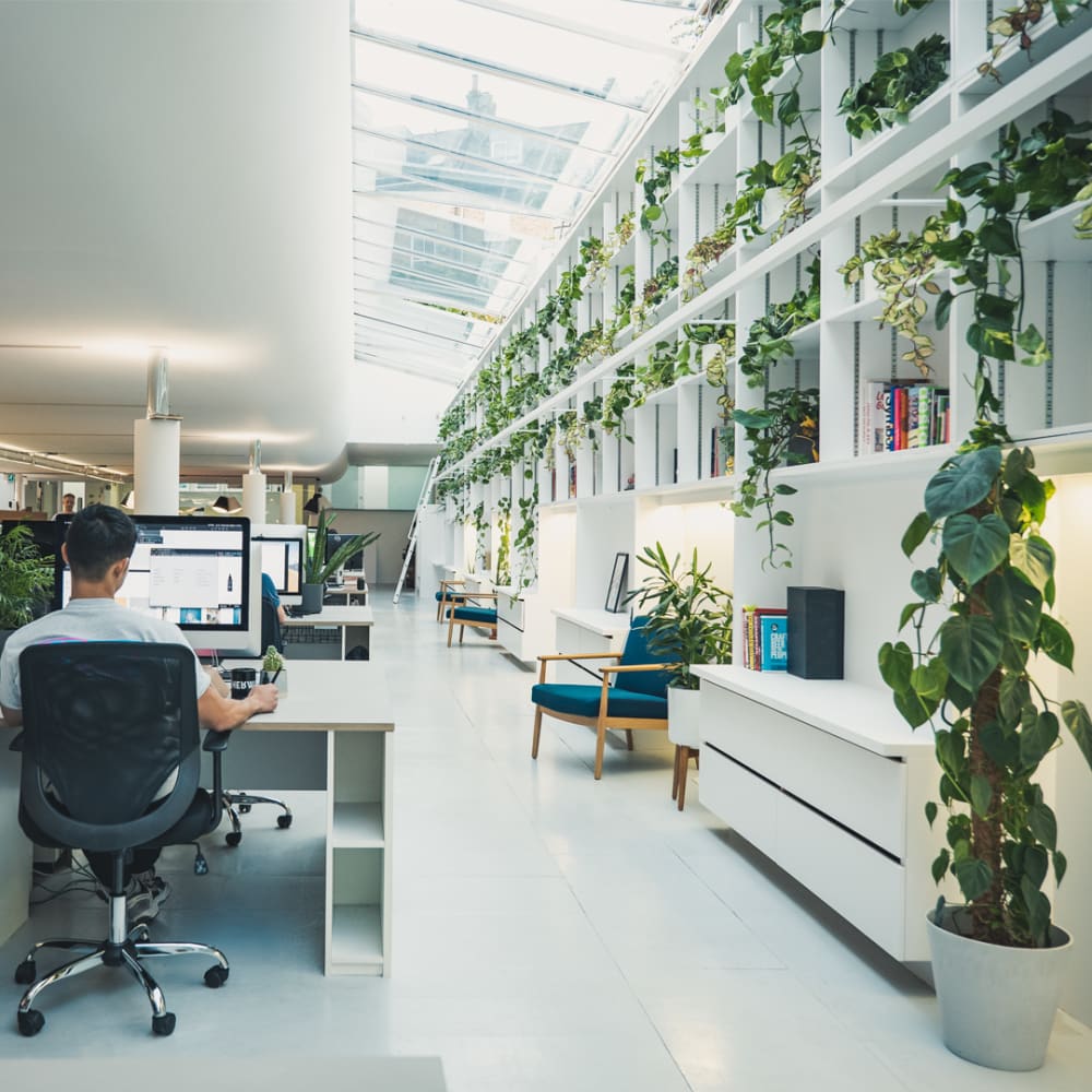 How to pick office plants