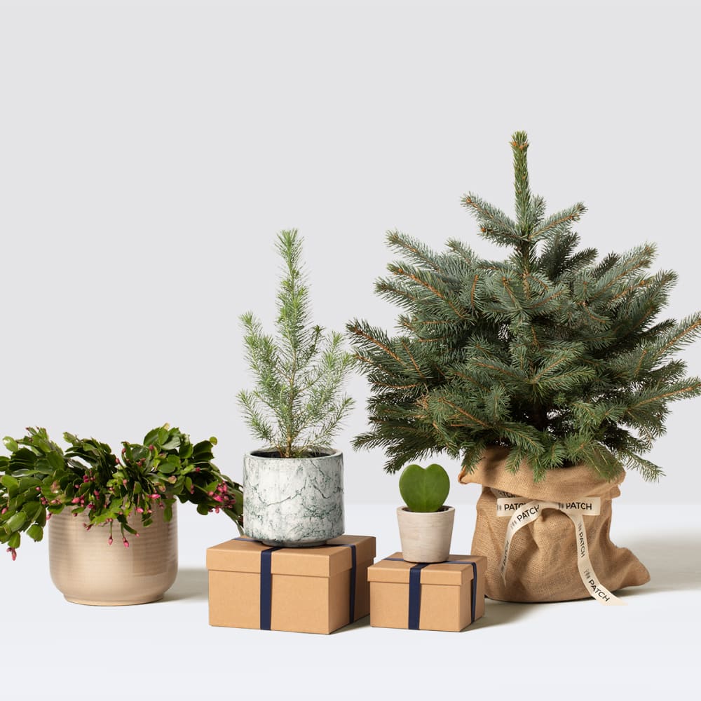Small trees