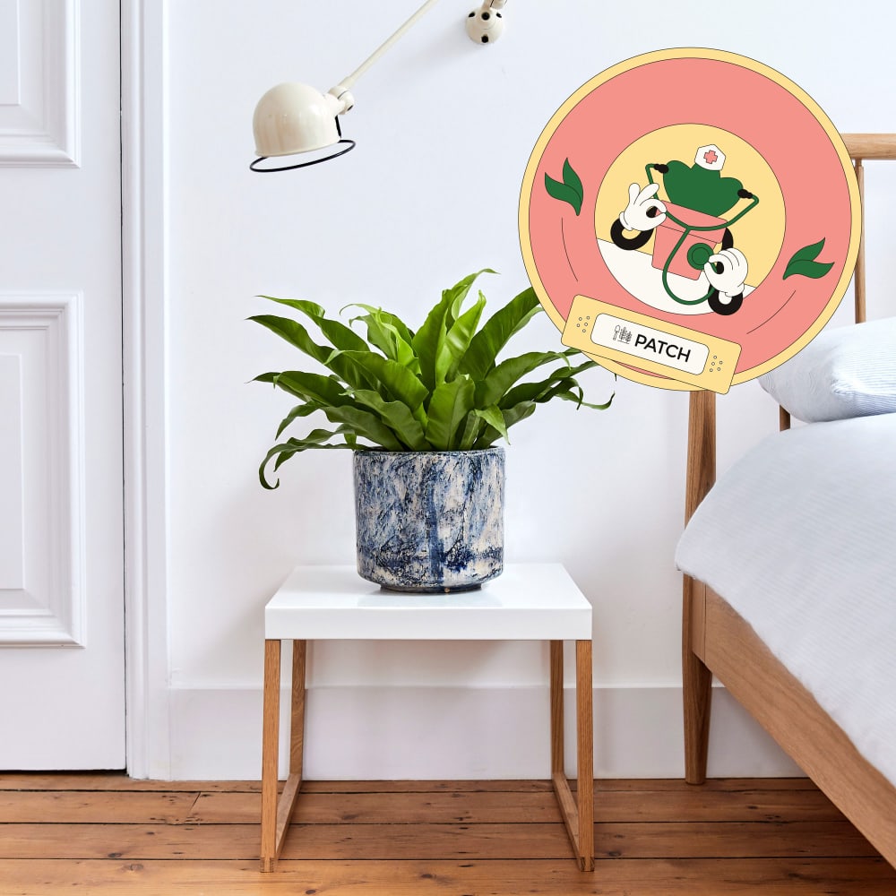 Recevez l’aide de nos docteurs pour plantes