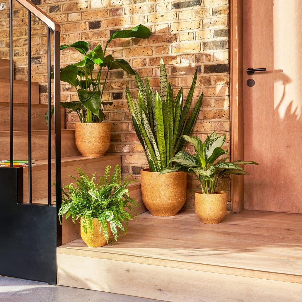 Decorate your home with plants