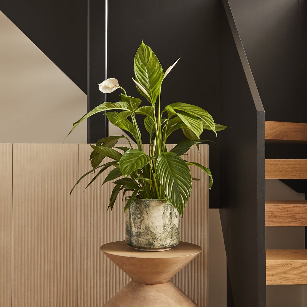 photo Large House Plants For Sale Uk www patchplants com