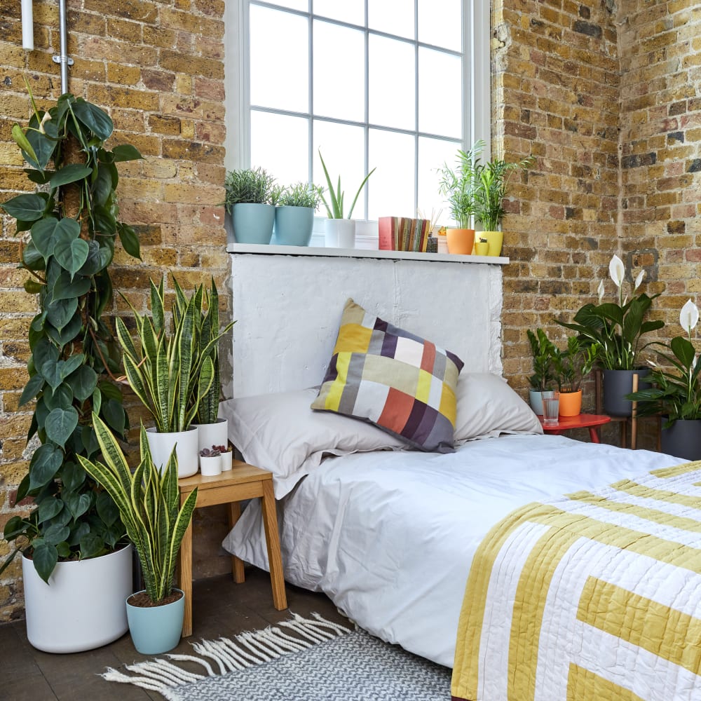 Best Indoor Plants For Bedroom Uk Psoriasisguru Com   Bedroom 