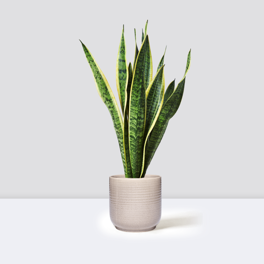 Susie in ceramic glazed pot