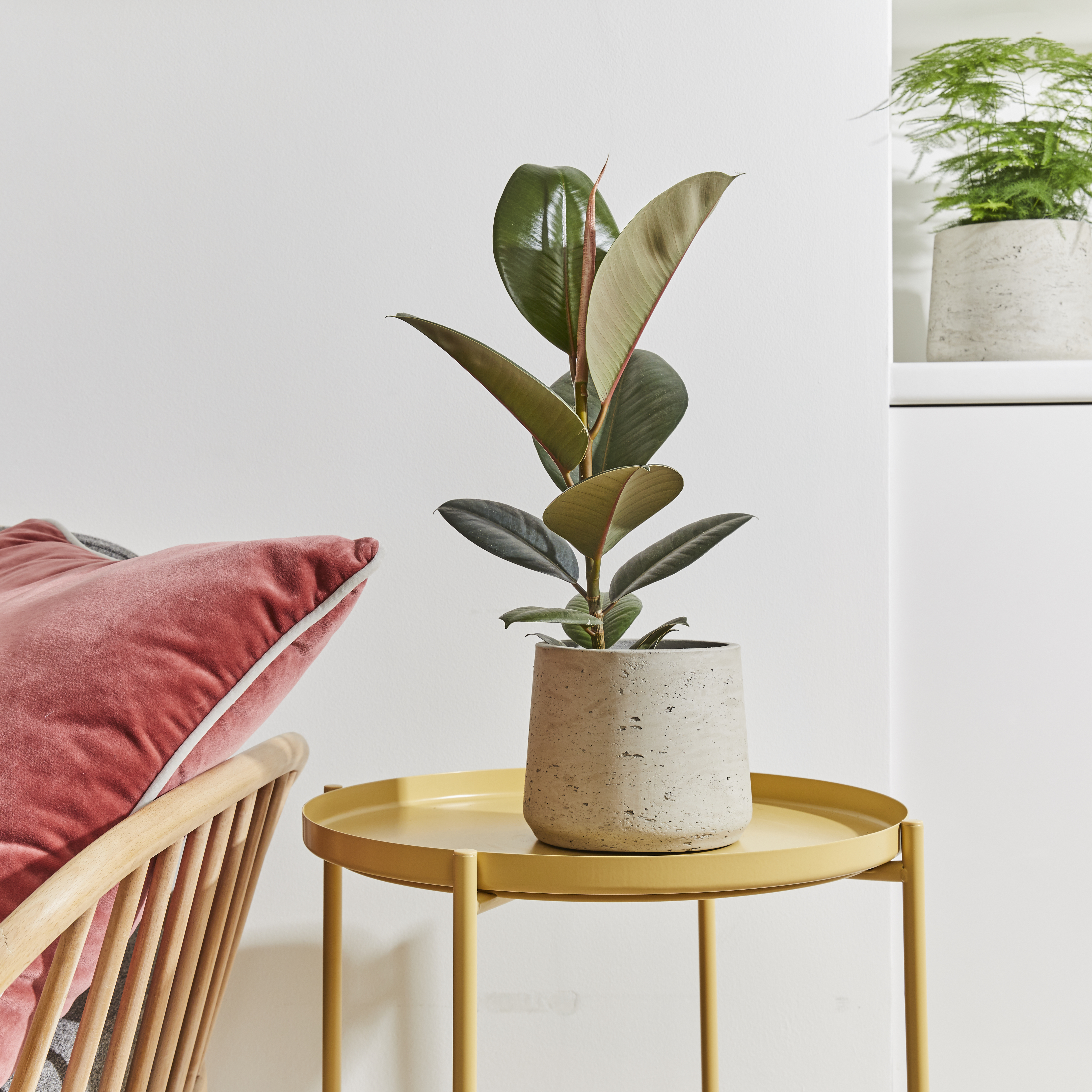 Rubber Plant — Plan A Plant