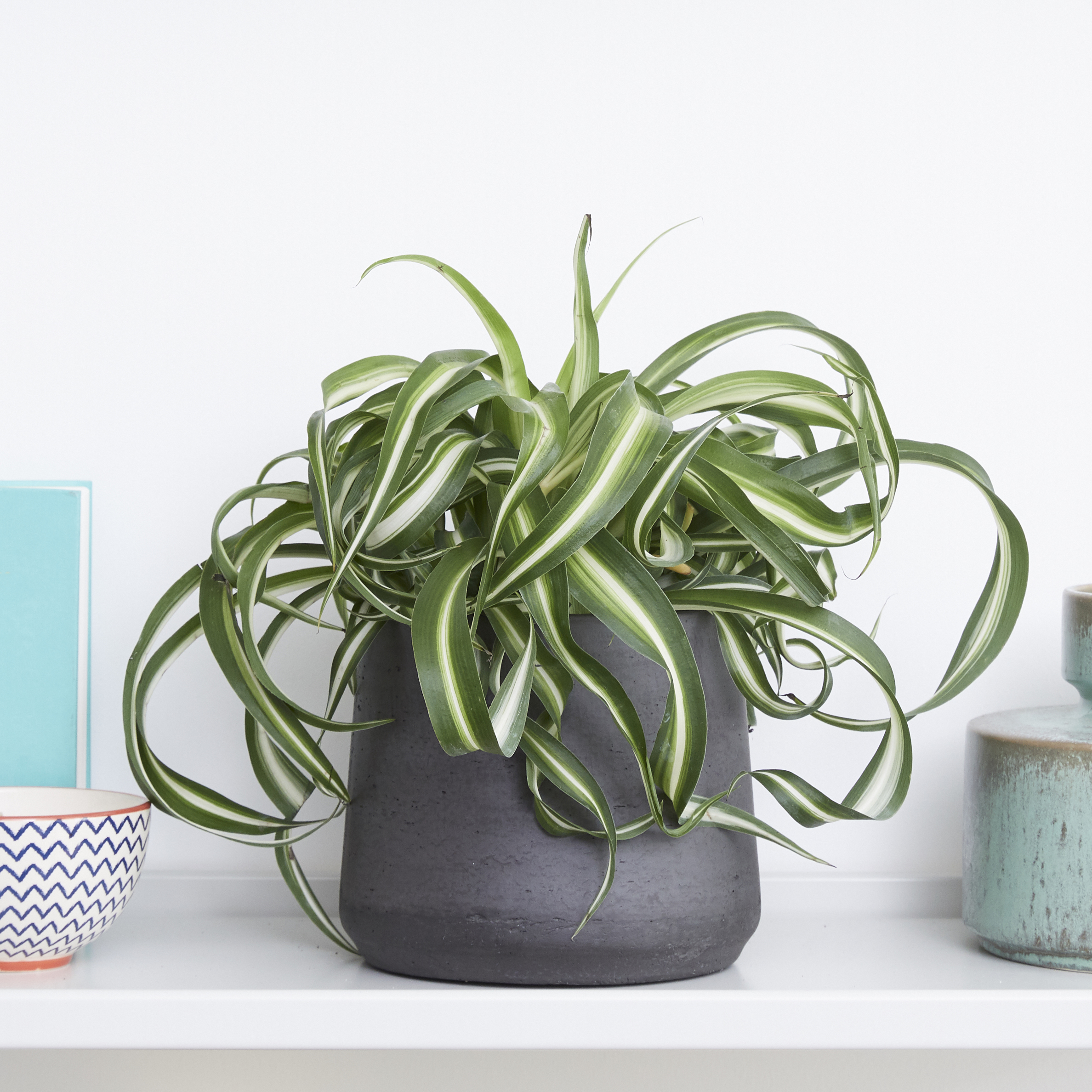 Curly Spider Plant Plant Care: Water, Light, Nutrients