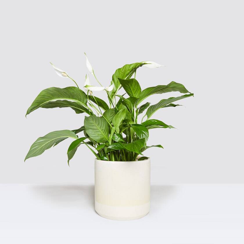 Pippa in dipped pot