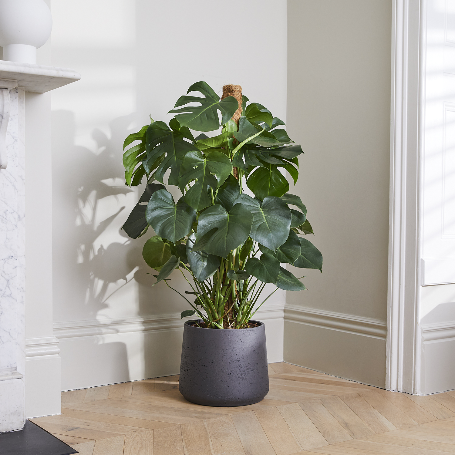 How to Grow and Care for Monstera (Swiss Cheese Plant)