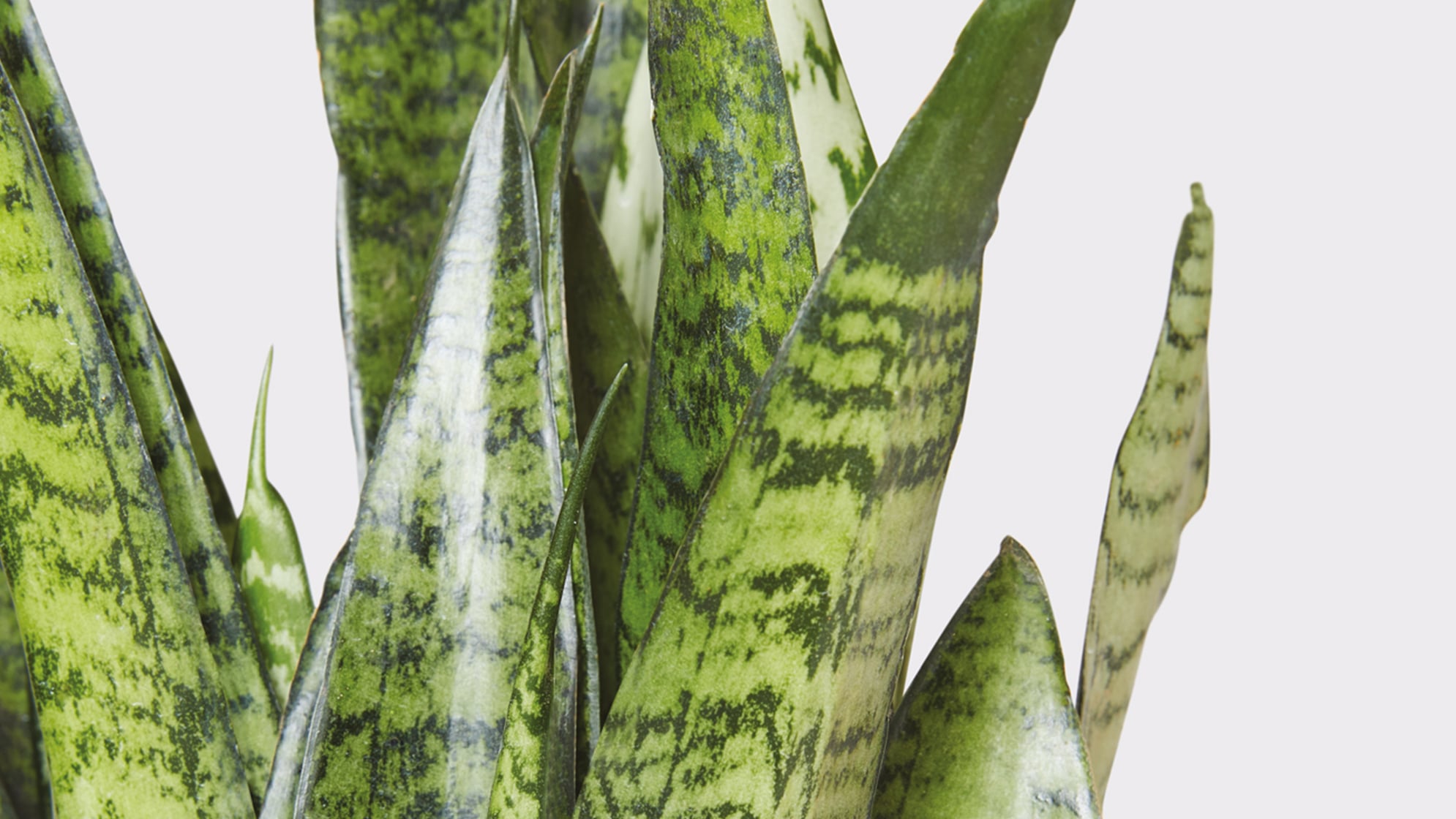 Large Snake Plant Repotting Guide